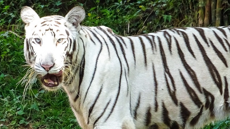 Close-up of a white tiger squinting in the sun