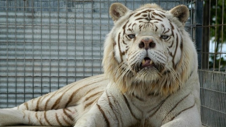 A close-up of an inbred white tiger with a bulldog face