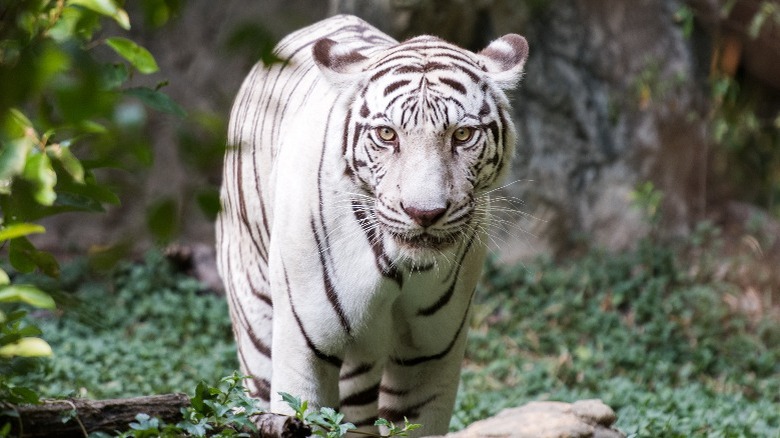 A white tiger facing forward in a zoo exhibit