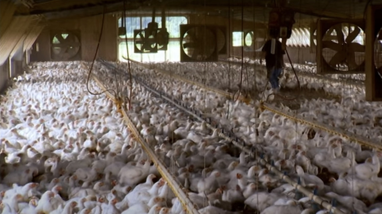 factory farm chicken silo