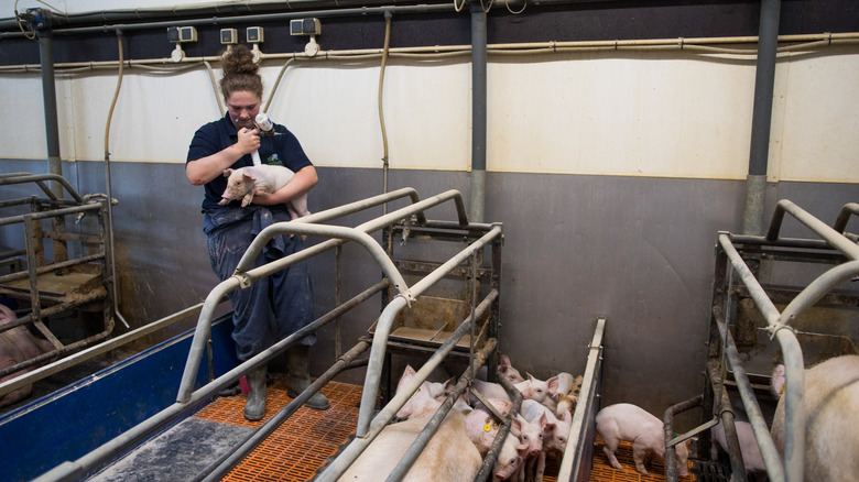factory farm worker piglets