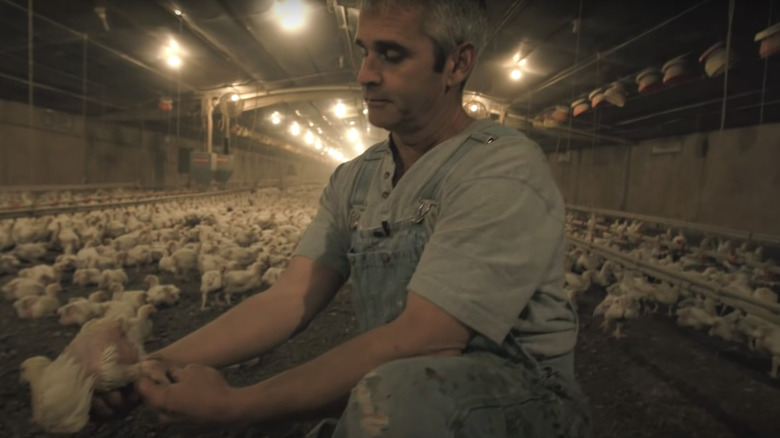 contractor farmer sick chickens