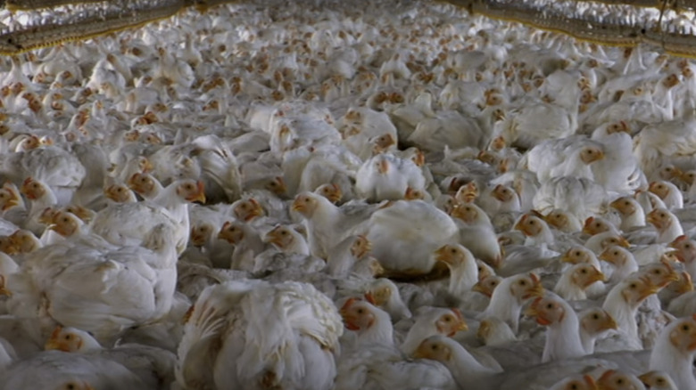 thousands of chickens overcrowded