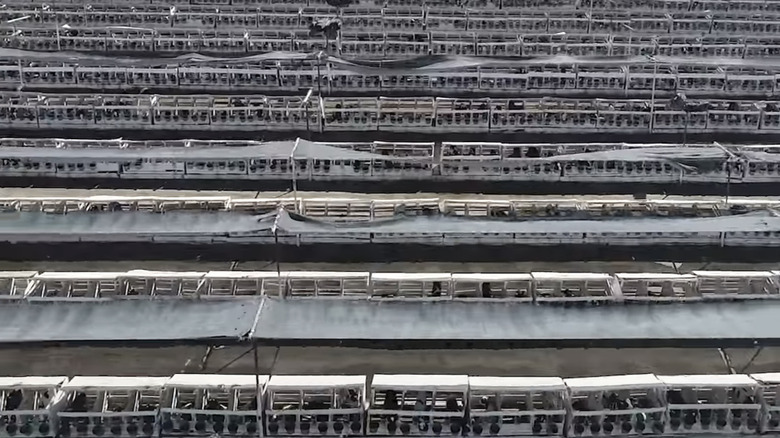 rows cows in factory farm buildings