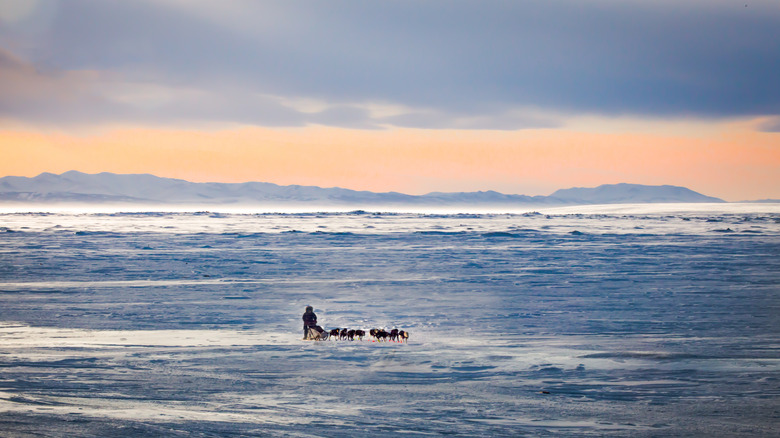 Iditarod Msuher On The Bearing Sea. Alaska - USA.