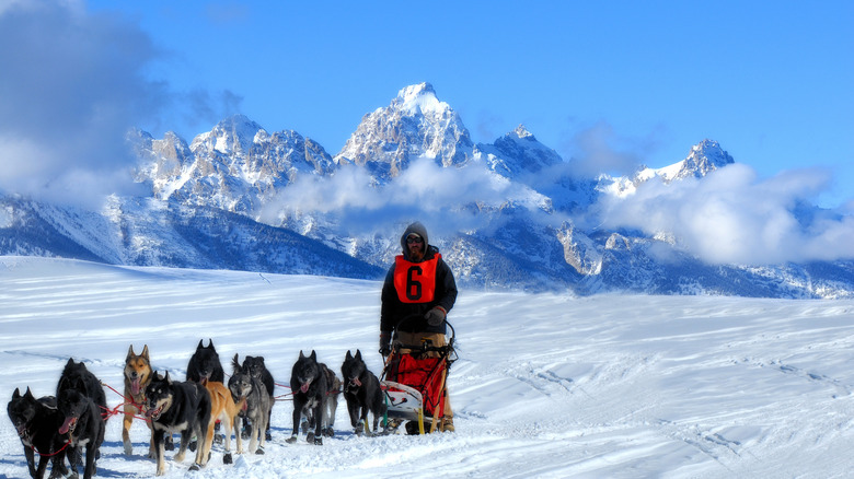 Dog Sled team in the Great American Dog sled race. They are running through the mountains in the snow.