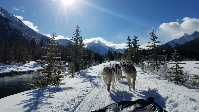 dog sledding through the mountains in Alaska