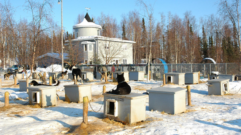 Happy Trails Kennel dog house and home of Iditarod Champion Martin Buser.