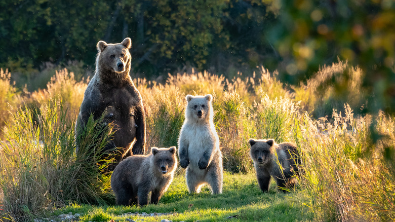 grizzly bear with cubs