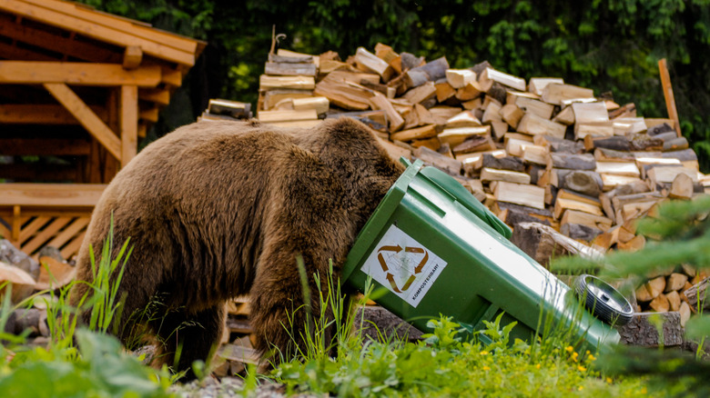 brown bear scavenging garbage