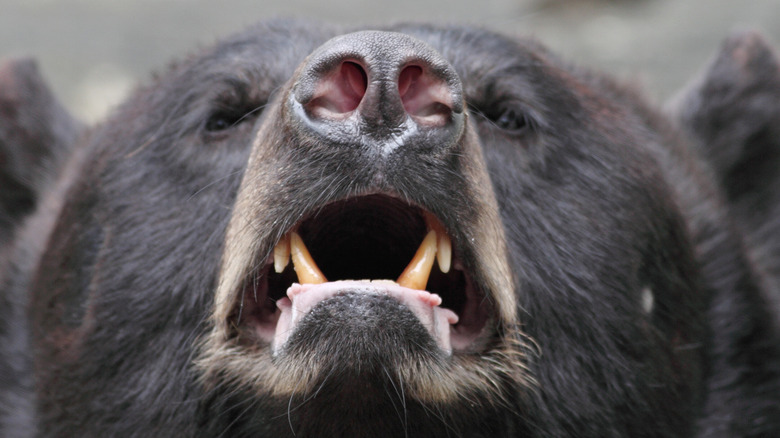 black bear bared teeth