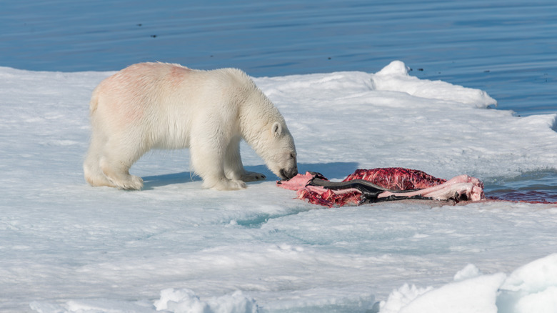 polar bear eating seal