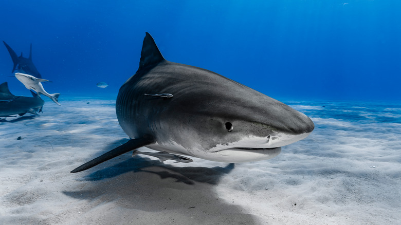 tiger shark swimming underwater