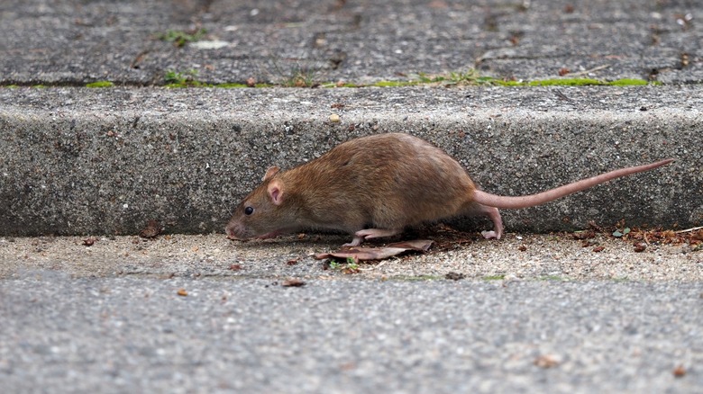 brown rat against sidewalk