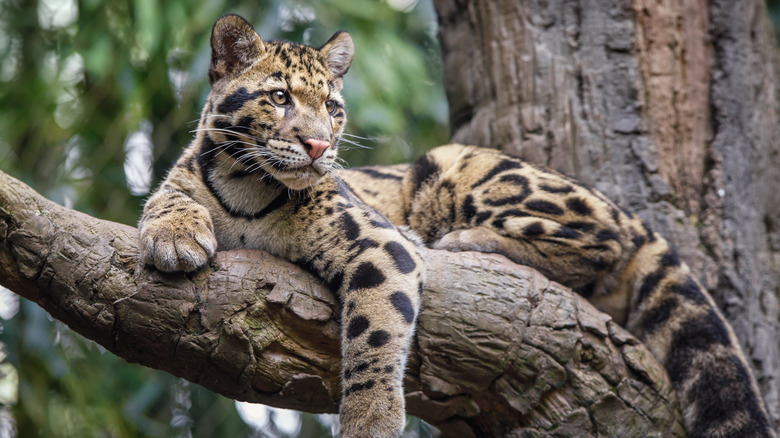 Clouded leopard in tree