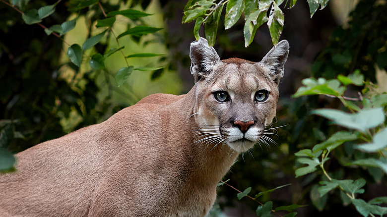 Puma in forest