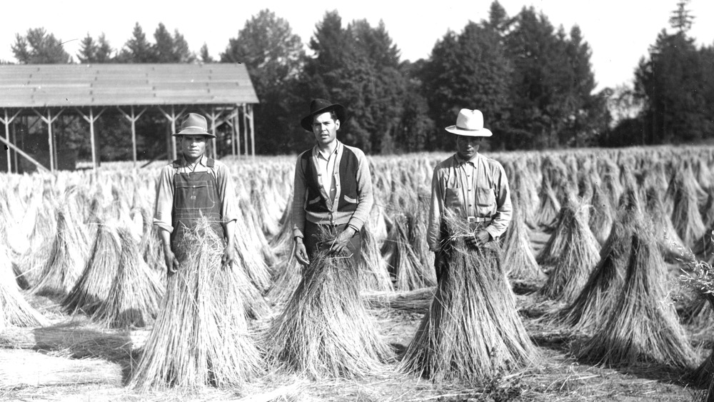 Mexicans in flax field during Bracero Program