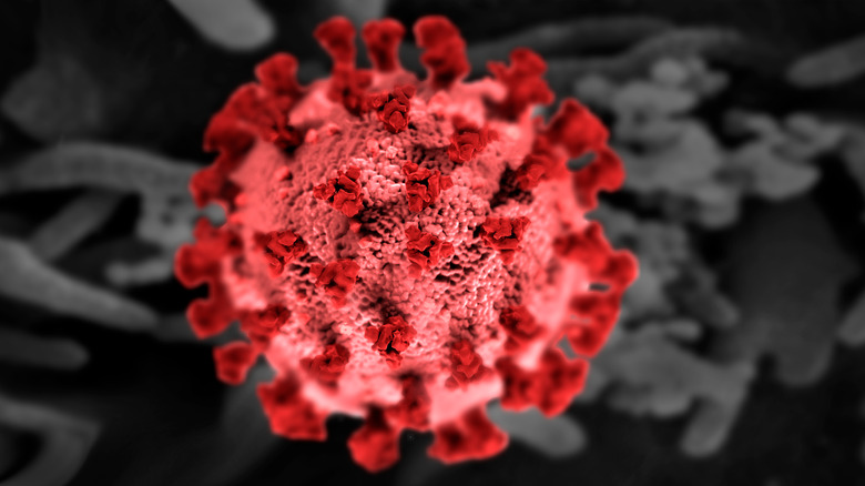 Representation of a coronavirus 