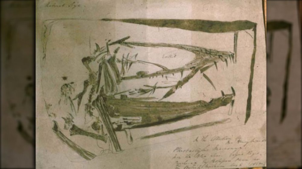 Specimen of Dimorphodon macronyx, BMNH R 1035, found by Mary Anning, drawn with belemnite ink