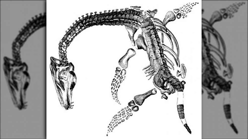 "Plesiosaurus macrocephalus", found by Mary Anning
