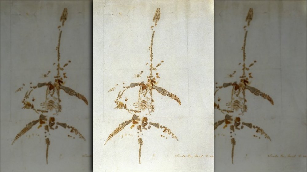 Mary Anning's sketch of dinosaur fossil