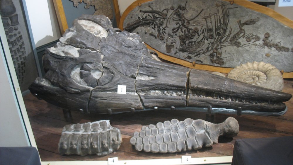 Temnodontosaurus platyodon skull. Lyme Regis Museum - UK