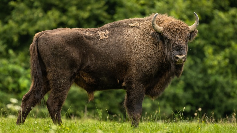 European bison in a field 