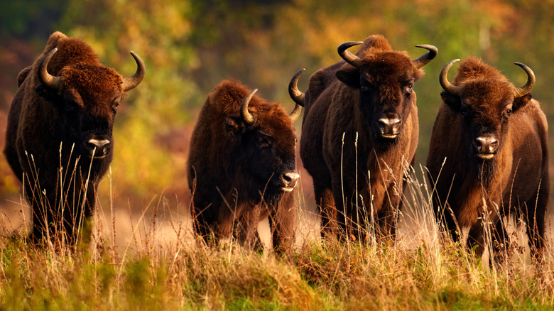 Herd of European bison in Poland