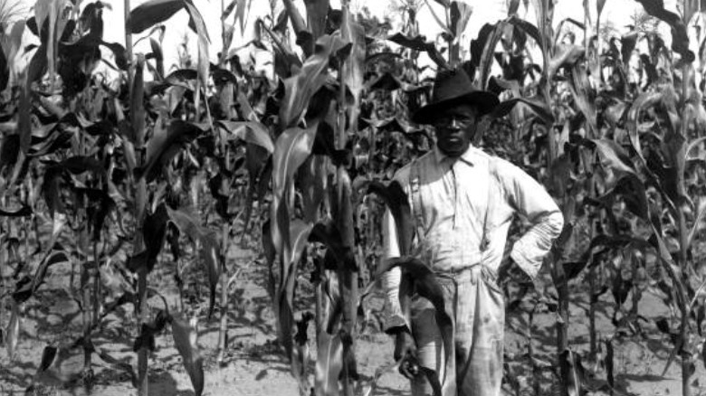 Black farmer with corn