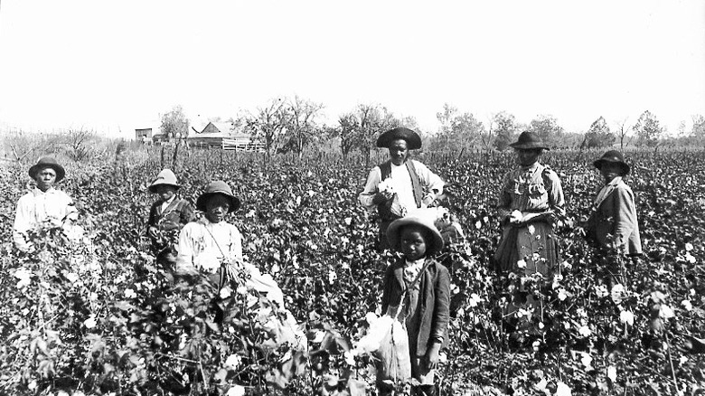 Black people sharecroppers