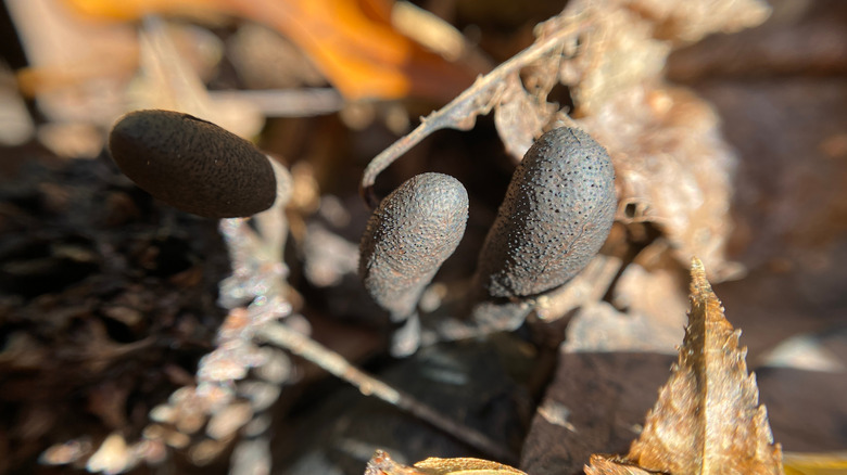 Dead man's fingers fungus among leaves
