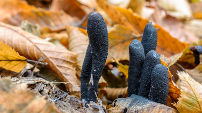 Dead man's fingers fungus on leafy forest floor