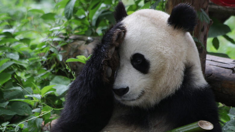 giant panda covering half its face with a paw