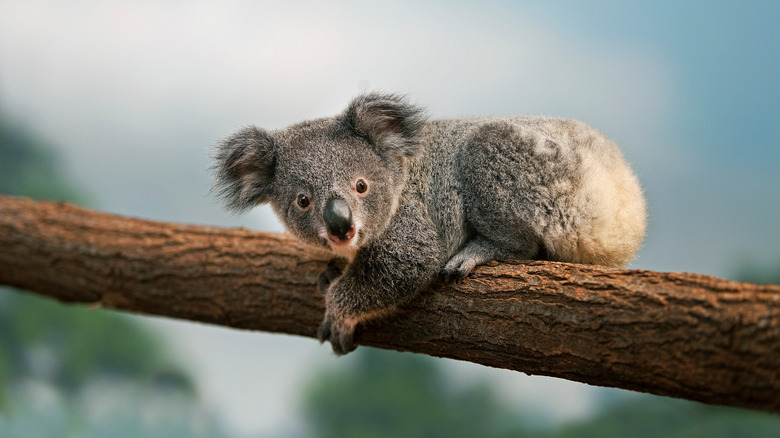 young koala sitting on a branch