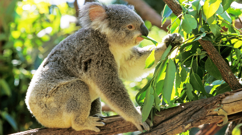 koala eating a leaf
