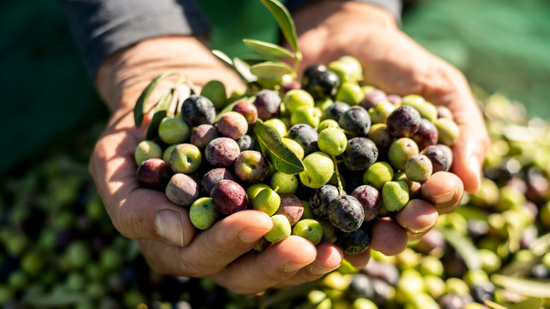 A pile of olives held in a farmer's hands