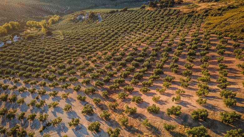 Large olive grove in Spain