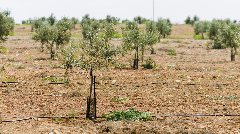 Olives trees on arid land in Spain