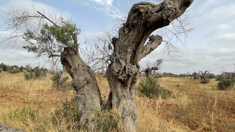 Olive tree infected by Xylella fastidiosa