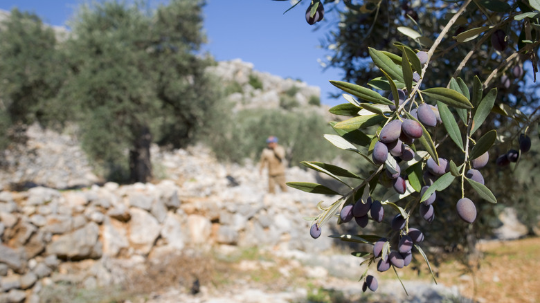Olives growing in Palestine