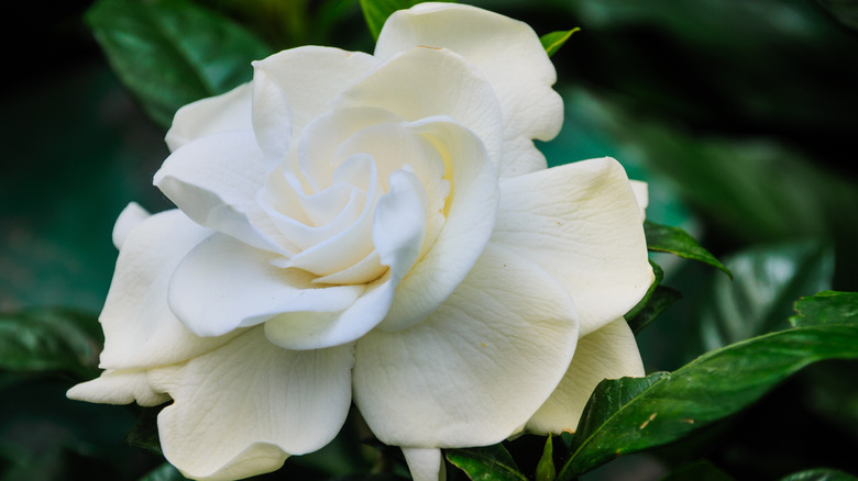 White gardenia on bush