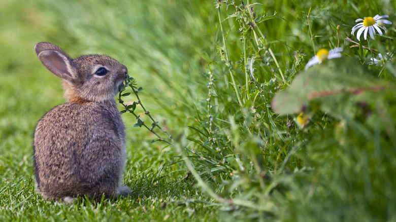 Rabbit eating