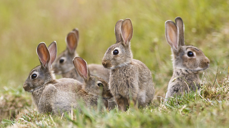 Group of wild rabbits