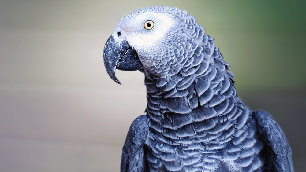 An African grey parrot