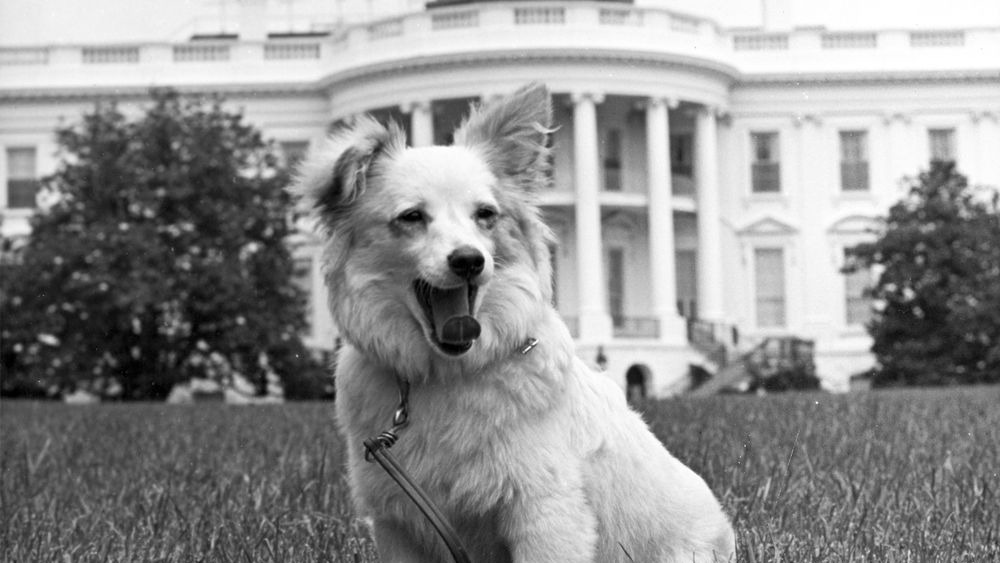 Pushinka on White House Lawn