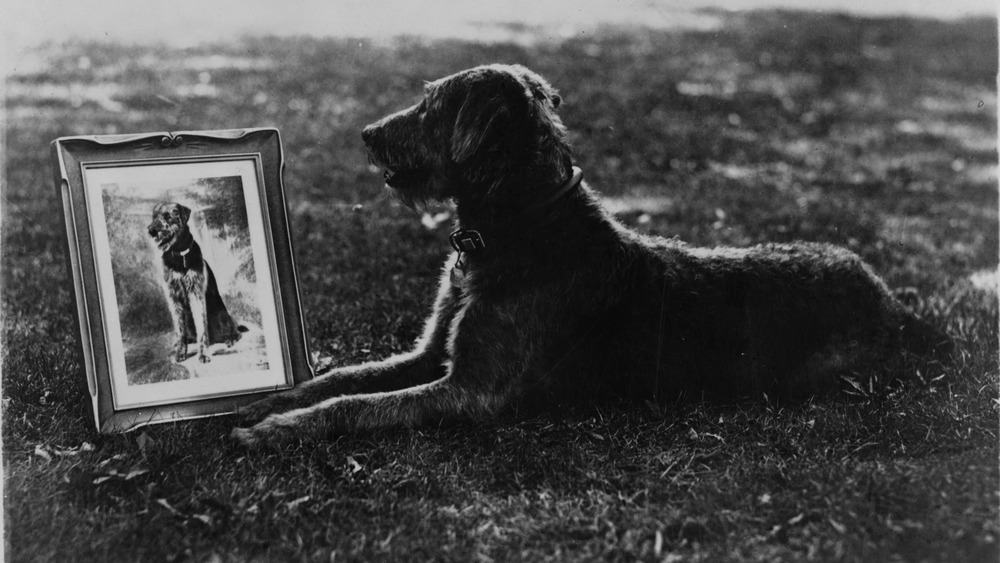 Laddie Boy with official portrait