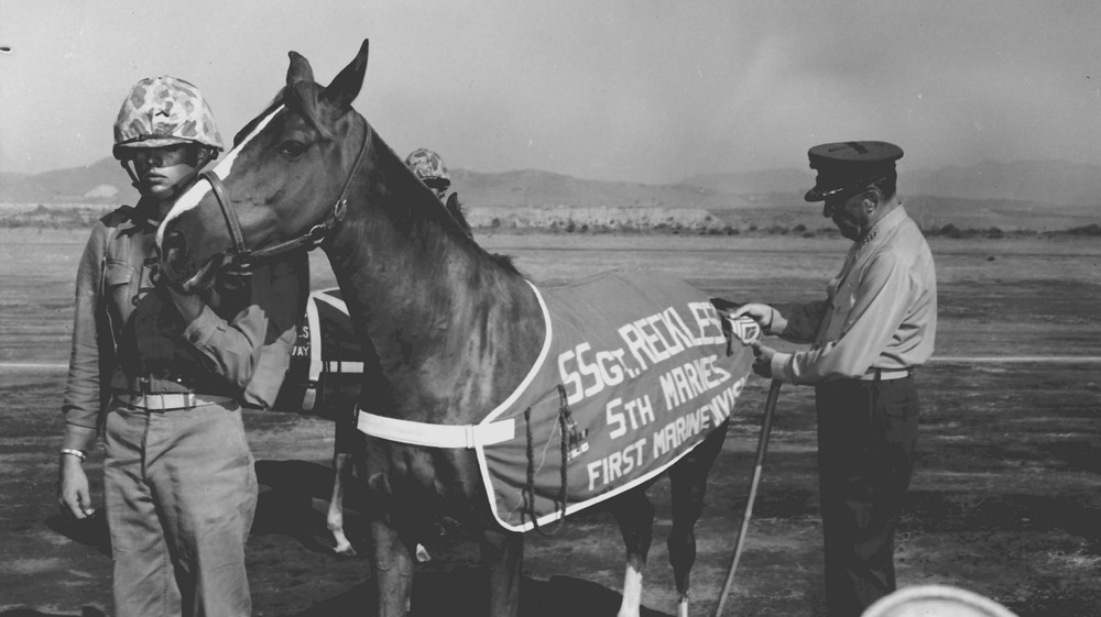 Sergeant Reckless getting promoted to staff sergeant