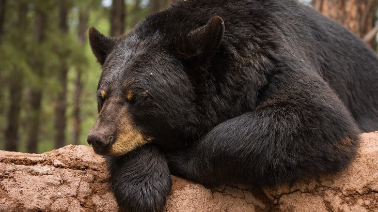 Black bear lying on log in forest