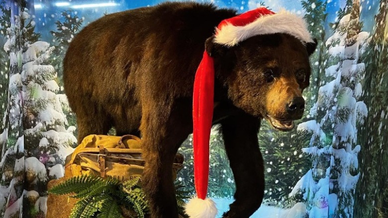 Cocaine Bear wearing a Santa hat at the Kentucky for Kentucky Fun Mall