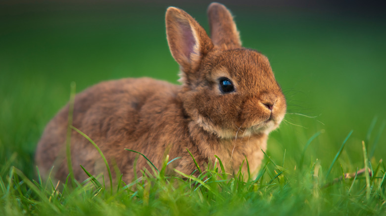 Stock image of rabbit on grass